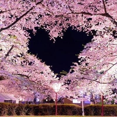 詩人見習いになりたい!桜渡戸 弓弦葉と言います!よろしくお願いします!
主に春と恋の詩を詠みたいと思います!