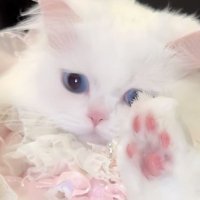 .βππ (@__a5a5) 's Twitter Profile
