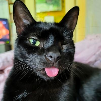 CATS,animal rights,nature,books,TV shows, 高村光太郎, ski jumping #RenewDominion KOTY🐈⬛
#Trzaskowski2025 🐅
https://t.co/5bX9xtPyDR