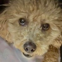 ๐ง woof ๐ถ (@tunesnotwords) 's Twitter Profile