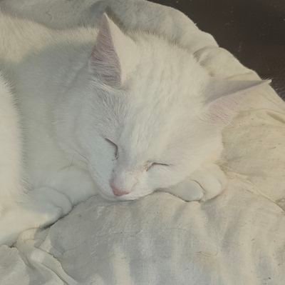Lubię być Polakiem. 🇵🇱 🇺🇸 🇮🇪 🇵🇱 🍀🐱 Przemysł lotniczy, lotnictwo, żeglarstwo, motocykl, fizyka, natura, fortepian, astronomia 🤔😁.