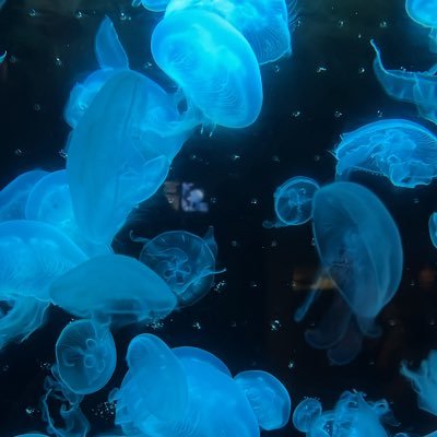 ruixx0515's profile picture. 成人済