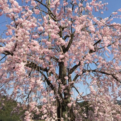762wdagp's profile picture. 桜が好きです🌸