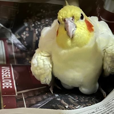 OAuqq_game's profile picture. vtr250→Hornet600→GR86 たまにape80fi nsr63