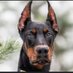 Dober (@dobersniper) Twitter profile photo Dober (@dobersniper) Twitter profile photo