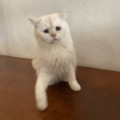 aimywani's profile picture. twitter deleted @aim30w :c