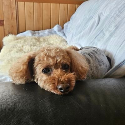 starfield1222's profile picture. PS5とSwitch2の二刀流をキメております