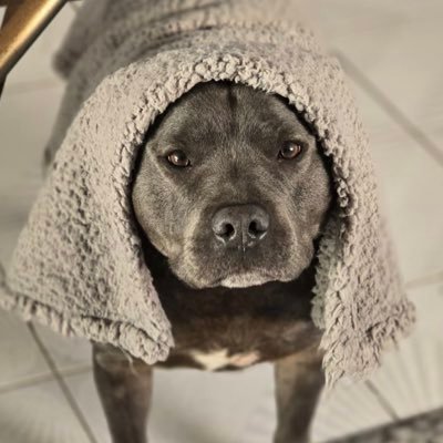 LTonyle's profile picture. 