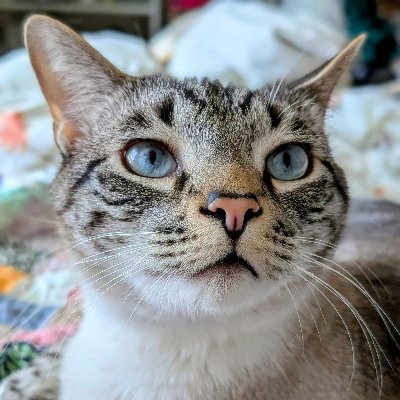 NewsMurder's profile picture. All The Mews You Can Use. 
Back on the Bull$hit with Blueberry; 
Advice From An Anxious Beagle; 
Good New Friday with Sister Helen
and special news events.