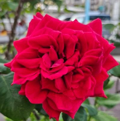 A8dKkV65IvOSMfF's profile picture. 娘共々タキツバ、ハイフンそしてスノ
と歩んできました。ハイフンは今でも年一でコンサート行きます。
スノはミスノ時代から息子を見守る親心で応援してきましたが、ジュニア時代からコンサートとか当たらなくてラボに外れた辺りから思いが強くなりました。スノ、宮舘涼太さん大好き❤️🌹