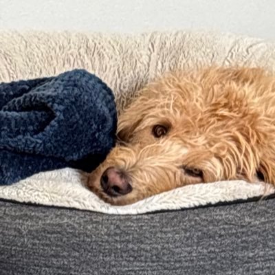 mikestork's profile picture. Father of two, hooper at heart, king of dad jokes.