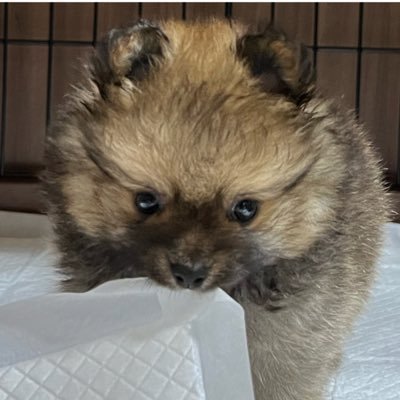 kanzakiRei53337's profile picture. スマスロ🎰 北斗 戦国乙女 ゴッドイーター 演者さんゆるーく応援 ゲーム🎮 FGO 他色々 ワンコ ポメ 京都散策 スィーツ