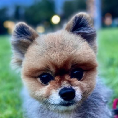 yuhinahmairo1's profile picture. 