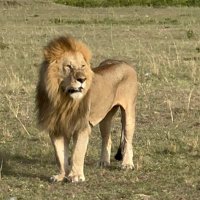 Jonathan (@lapswimmer17) 's Twitter Profile