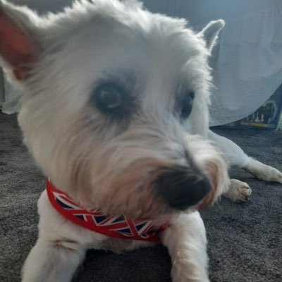 RFCGURL's profile picture. RFC,Our soldiers My NI bro's FGAU ..UKIP 🟣✋voted for Brexit #STOP THE BOATS🤬🇬🇧TRUMP 2025 Baby🇺🇸 💪🗽NO DIGITAL I.D. No DMs https://t.co/sbMk1utF7E No