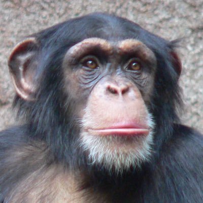 パピルスさんのプロフィール画像