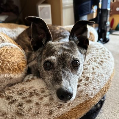 I's a Whippy/Jack/Staff. I was very goods, full of fun. I luved mes family, zoomies, trweats and beings me Mama's bestest pal 12.01.10-19.06.25