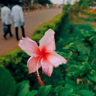 meemi_tukur's profile picture. Dental surgeon in the making 🦷👩‍⚕️
Poetry||Art🎨
Aesthete||Opacarophile🌇 
Pullo✨
Soft petals, fierce roots. 🥀