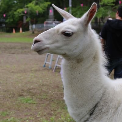 burikamalover's profile picture. ビールとラーメンと野球は苦手。ENFJ-A