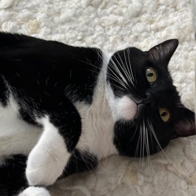 oaklie_nyang's profile picture. 김오클 오클 오쿨 쿠리 크리 오클랜드 스트릿 출생✌🏻 인스타 아이디 : @okoorii