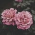 وردة الربيع (@a50201aleqari) Twitter profile photo وردة الربيع (@a50201aleqari) Twitter profile photo