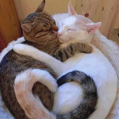 IRIAMライバーになりたい三毛猫                   (こちらはIRIAM配信用アカウントになります)