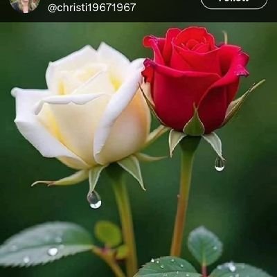 Sneha3585819678's profile picture. 