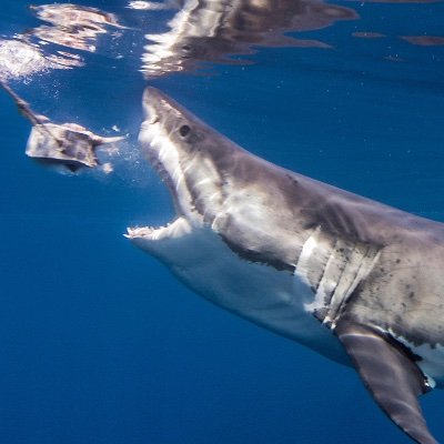 coastside689's profile picture. 🤙