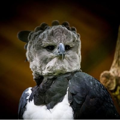 giuonippe's profile picture. Degli idioti mi preoccupano i sostenitori