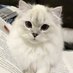 Aurora (@bailey539073636) Twitter profile photo Aurora (@bailey539073636) Twitter profile photo