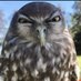 Owljudgeyou (@goyrichie) Twitter profile photo Owljudgeyou (@goyrichie) Twitter profile photo