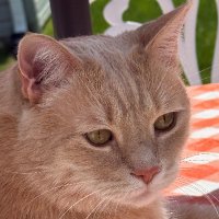 MAGA Orange Kitty (@ginger1159) 's Twitter Profile
