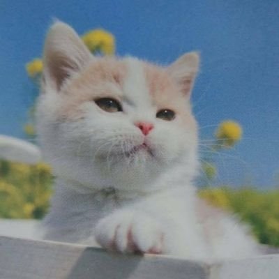 chan__help's profile picture. 本当に助けが必要なら、私にメッセージを送ってフォローしてください