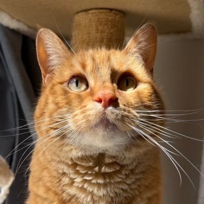 gina_caravaglia's profile picture. 