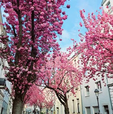 Hochschule Bonn-Rhein-Sieg University of Applied Sciences, Universität Bonn & Deutsche Welle Akademie 🇩🇪