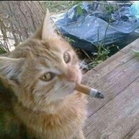 salem (@billywicc) 's Twitter Profile