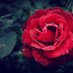 FLOWERS LIFE (@_flowers_life) Twitter profile photo FLOWERS LIFE (@_flowers_life) Twitter profile photo