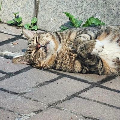 영등포 출신 길냥🐱
이름은 아톰이 (7세추정/남/중성화 완료)
나는야 신부전에 구내염까지 있지만 동네 언니, 삼촌들 사랑으로 밥도 씩씩하게 잘먹고 동거인 기다리는 중🙏
(현재 신부전 치료 후 전 치아 발치 후 단기 임보처에 사는 중)
♡입양문의는 Dm주세요!^-^♡