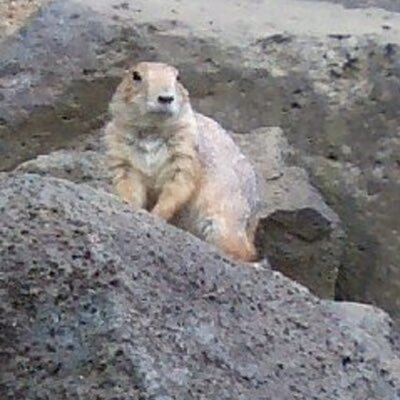 ぷれーりーどっぐ🍀🐿️͟͟͞͞=💨さんのプロフィール画像