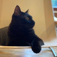 黒猫 (@ctrmr_22) 's Twitter Profile