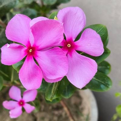 VershaYada38907's profile picture. 