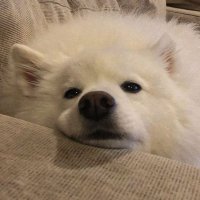 𝐏𝐢𝐭𝐚rℓ•Ⓝ ✿ (@pitarln1) 's Twitter Profile Photo 𝐏𝐢𝐭𝐚rℓ•Ⓝ ✿ (@pitarln1) 's Twitter Profile Photo