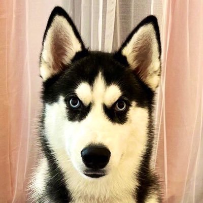 9割ペットのつぶやき。無言フォロー、いいねします 推し(動物含む)をひたすら摂取したいアカウントです。すみれ(ミニウサギ♀)、ベル(トイプードル♂)、ナイト(シベリアンハスキー♂)、あと人間たちと暮らしてます。※軽微なオタク