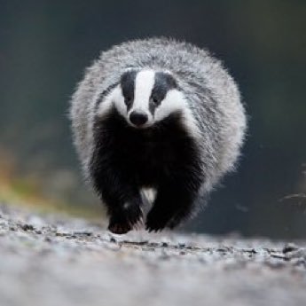 donate to Badger trust in loving memory of the dearly missed Badjhur🕊️🦡🫶 https://t.co/FxY6Inj5od. @Badjhur
