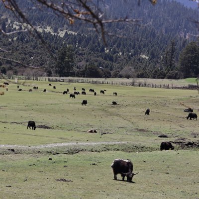 pzpzpzpzhi's profile picture. 