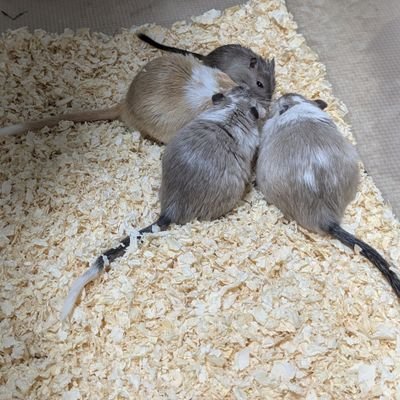たくさんの小さな家族にかこまれた人間2人の暮らし
【うちの家族】
チンチラ1/デグー6/スナネズミ17/ファットテール2/チーズマン1/ラット7/マウス3/ハムスター7/フクモモ2/ハリネズミ1/アフチビ多/アフリカヤマネ1/ステレミ1/キンカチョウ3 -2025.8.17-