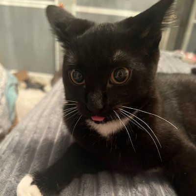 roflcookie's profile picture. i ate the batteries