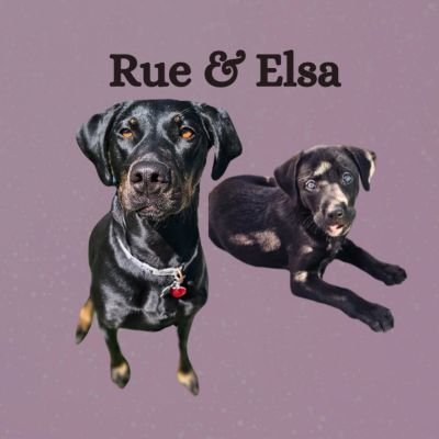 Adventures and daily life with our doggos, Rue & Elsa! 🩷🩷