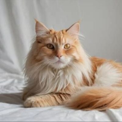 WhitneyDan31845's profile picture. 🇺🇸 Trump!!! 🇺🇸