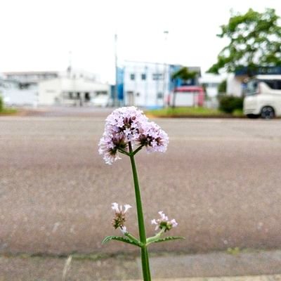 Elaphe1018's profile picture. 